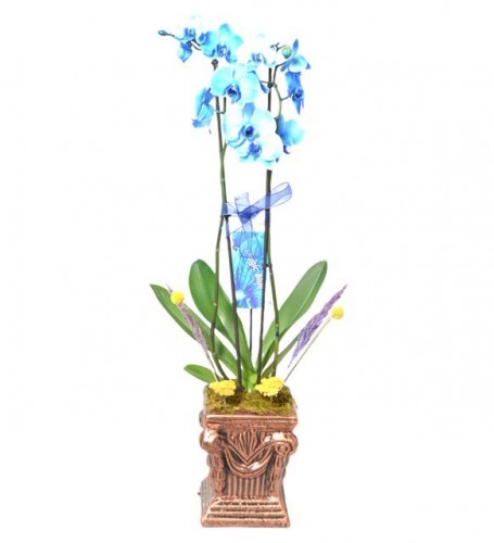 Çift Dallı Mavi Orkide No.5