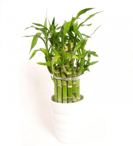 Julia Şanş Bambusu