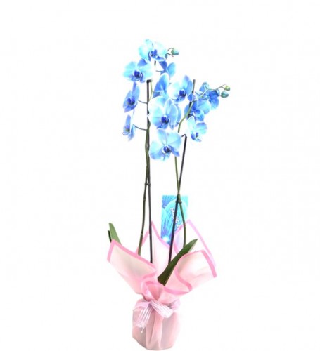 Çift Dallı Mavi Orkide No.1