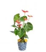 2022/01/3-thumb-handmade-tasarim-dekoratif-dizayn-saksida-anthurium-bitkisi-no-6-kcm64092348-1-7b74588fdac844be8f99564031bd95a2-545.jpg