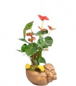 2022/01/3-thumb-handmade-tasarim-dekoratif-dizayn-saksida-anthurium-bitkisi-no.5-kcm16384019-1-bef3c65784c747be873146d4601a9d51.jpg