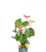 2022/01/3-thumb-handmade-tasarim-dekoratif-dizayn-saksida-anthurium-bitkisi-no.6-kcm64092348-1-9628265c3ca249069a92c5d73d5a2e66.jpg