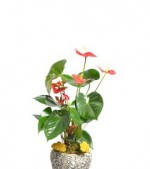 2022/01/3-thumb-handmade-tasarim-dekoratif-dizayn-saksida-anthurium-bitkisi-no.7-kcm27081946-1-334bb4e4a1ef4bbaa86a5dfa2226d1e4.jpg