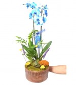 2022/01/3-thumb-handmade-tasarim-dekoratif-dizayn-saksida-cift-dalli-mavi-orkide-no.19-kcm47922175-1-b036acc8002e4377b270a066c214c323.jpg