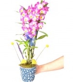 2022/01/3-thumb-handmade-tasarim-dekoratif-dizayn-saksida-cift-dalli-mor-dendrobium-kokulu-orkide-no.6-kcm55571403-1-d4e6451052d34288bab78c080ca578de.jpg