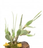 2022/01/3-thumb-handmade-tasarim-dekoratif-dizayn-saksida-opuntia-microdasys-tavsan-kulagi-kaktus-no.4-kcm63784718-1-3e19bc05f28e4b6fbf1d518fb647bc79.jpg