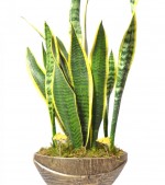2022/01/3-thumb-handmade-tasarim-dekoratif-dizayn-saksida-sanseveria-trifasciata-pasa-kilici-bitkisi-no.3-kcm77133699-1-b50997c3784e4bc29a51661c4e39c5ac.jpg