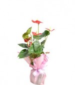 2022/01/3-thumb-jelatine-sarili-saksida-anthurium-bitkisi-kcm1311138-1-51eb995514ea43e88623f444f6f0b55a.jpg