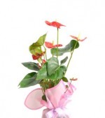 2022/01/3-thumb-jelatine-sarili-saksida-anthurium-bitkisi-kcm1311138-1-d8a99a5fd8b84a20888ccd7d0744cd9d.jpg