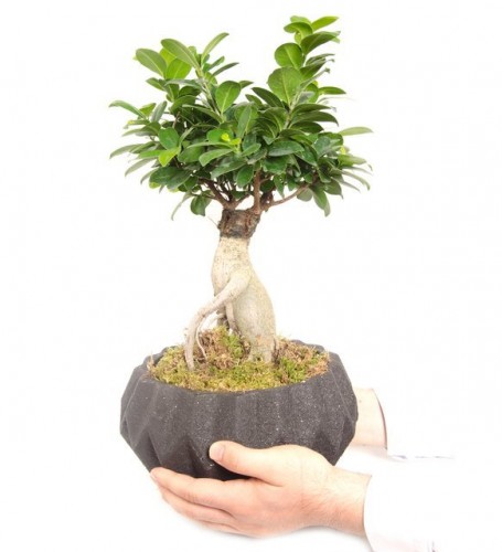 Ficus Ginseng Bonsai