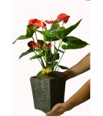 2022/02/3-thumb-dekoratif-dizayn-saksida-anthurium-bitkisi-kc8202073-1-3f412b4ca4754bd6b202dc5b1caec46e.jpg