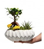 2022/02/3-thumb-dekoratif-dizayn-saksida-ficus-ginseng-bonsai-ve-howarthia-kc6345757-1-610e356776974165900f2686f4460656.jpg