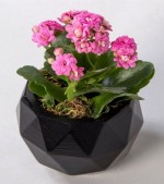 2022/05/3-thumb-large-sweet--pretty-kalanchoe-11052022181304-272.jpg