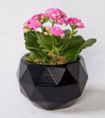 2022/05/3-thumb-large-sweet--pretty-kalanchoe-11052022181320-273.jpg