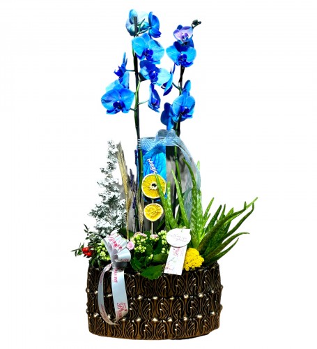 Sweet Fairy Magic Blue Orchid
