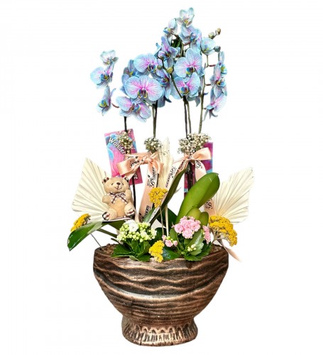 Exotic Premium Alacalı Mavi Orkide