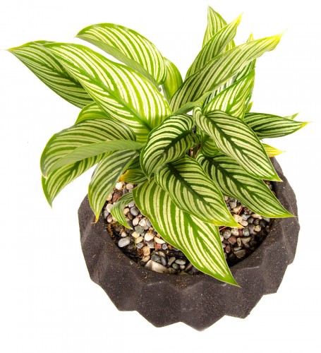 Calathea Leopardina (Dua Çiçeği)