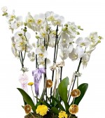 2024/05/3-thumb-6-dalli-beyaz-orkide-2-339.jpg