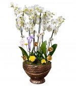 2024/05/3-thumb-6-dalli-beyaz-orkide-5-340.jpg