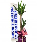 2024/05/3-thumb-yucca-1-486.jpg