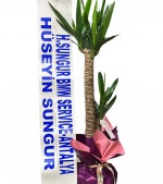 2024/05/3-thumb-yucca-2-486.jpg