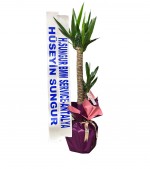 2024/05/3-thumb-yucca-3-487.jpg
